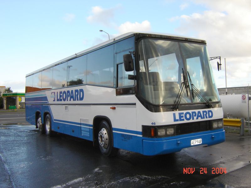 Leopard Leyland Tiger